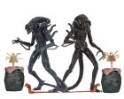 Aliens Ultimate Alien Warrior (1986) Set of 2 Blue & Brown Alien 7″ Scale Action Figures - NECA Online